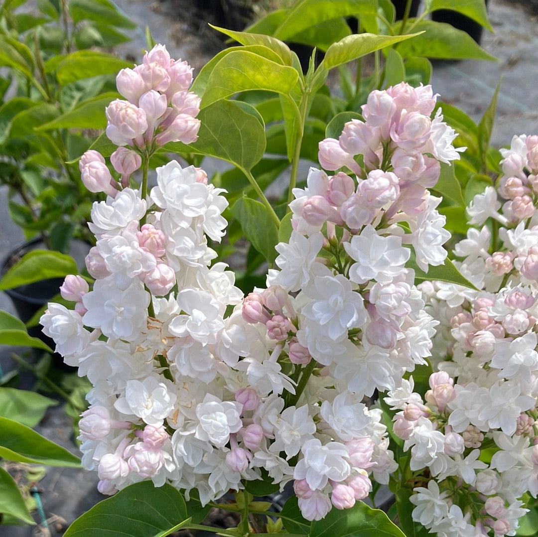 Beauty of Moscow Lilac