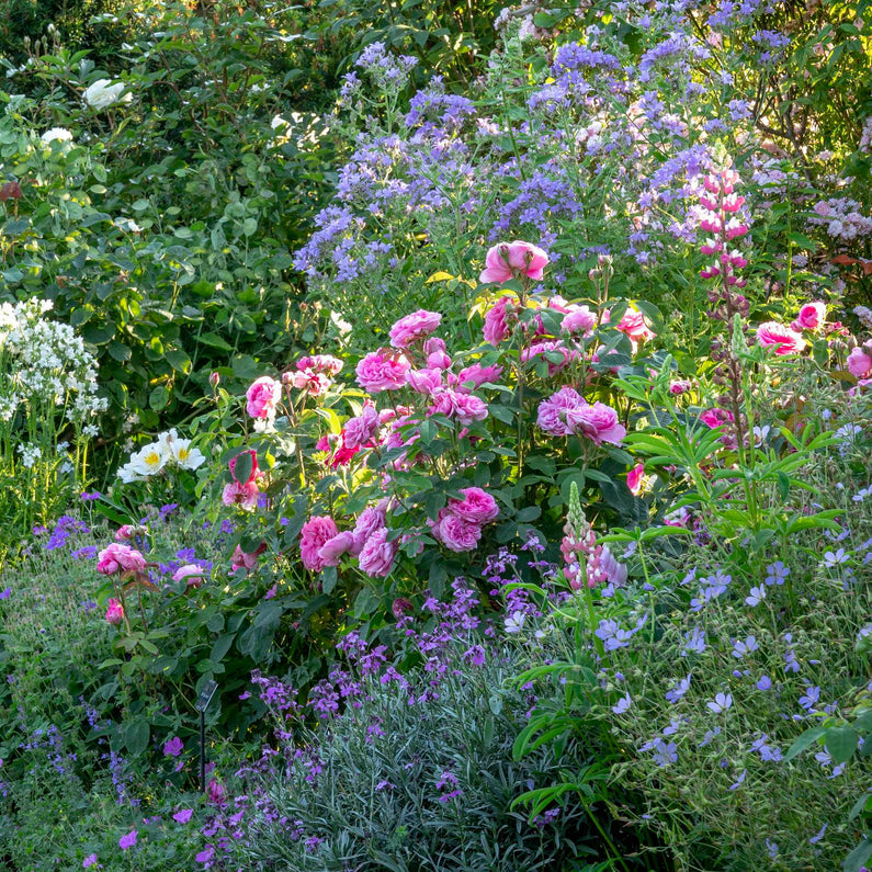 Gertrude Jekyll Rose (Bare Root)