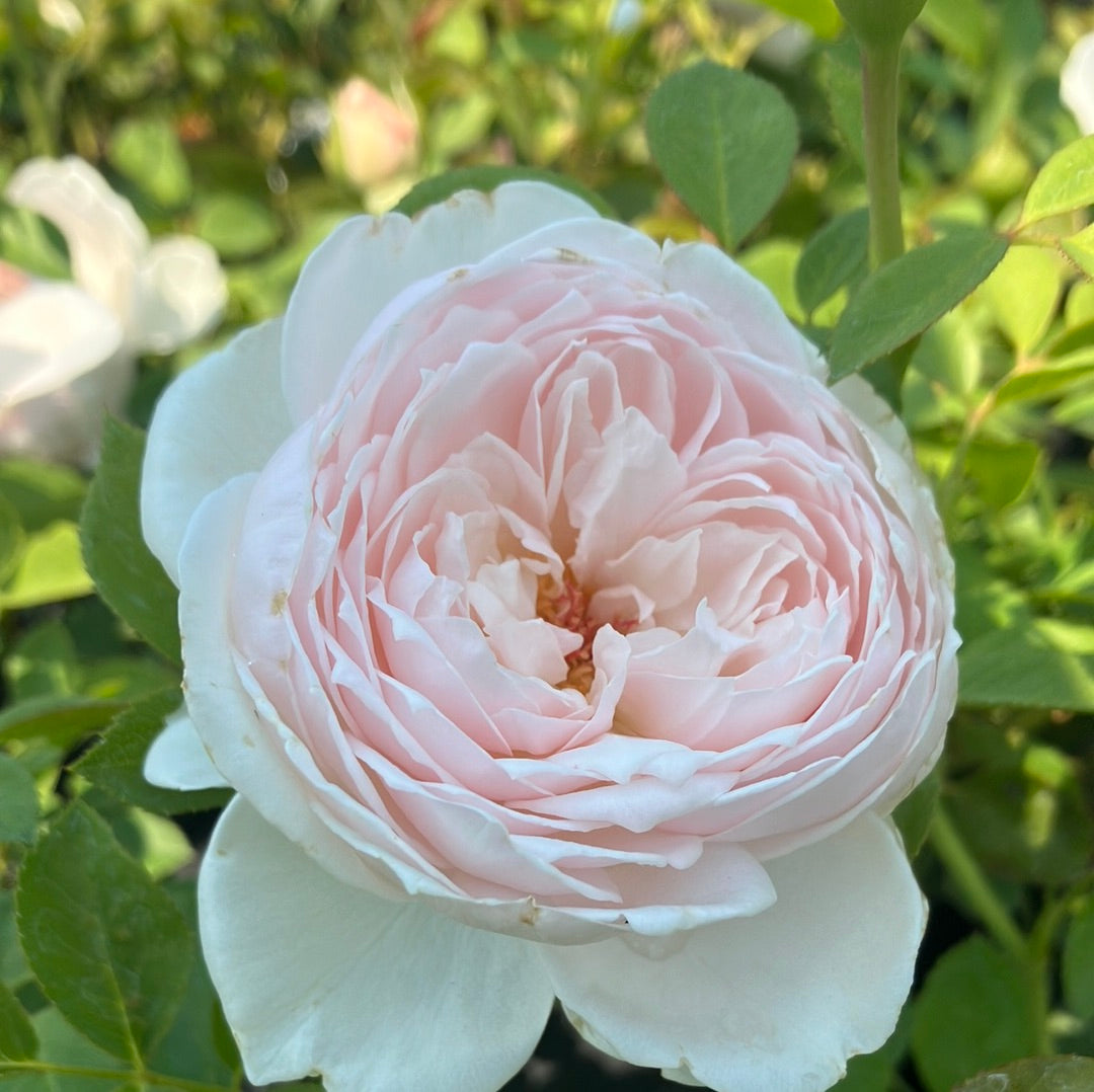 Earth Angel Parfuma® Rose