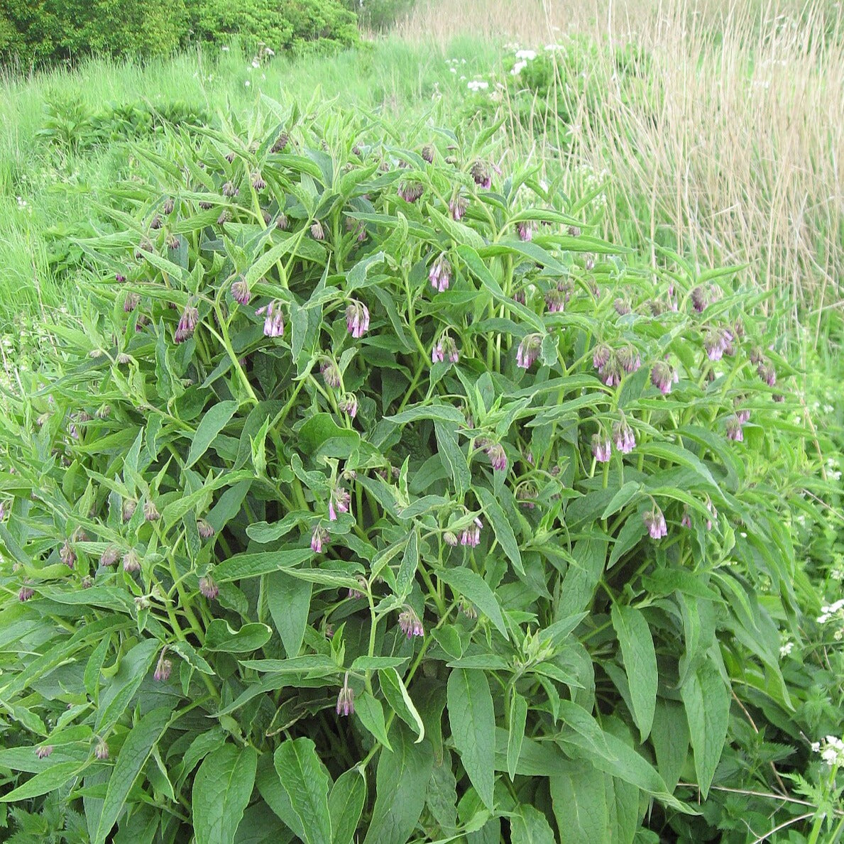 Comfrey