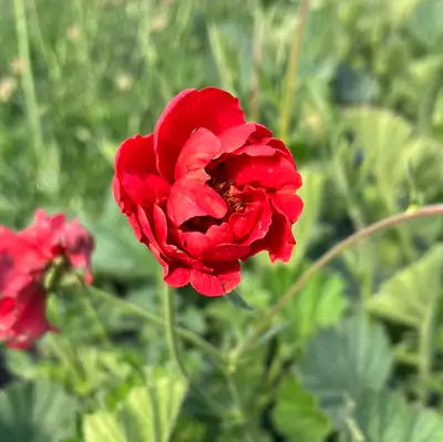 Geum ‘Double Bloody Mary’ Avens