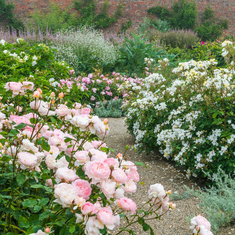 Gentle Hermoine Rose