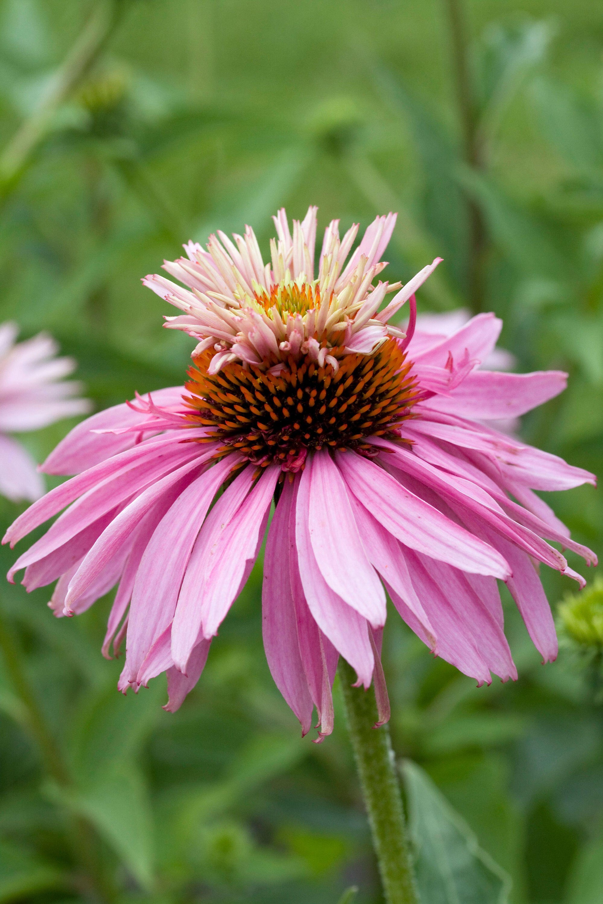 Echinacea 'Prairie Splendor'