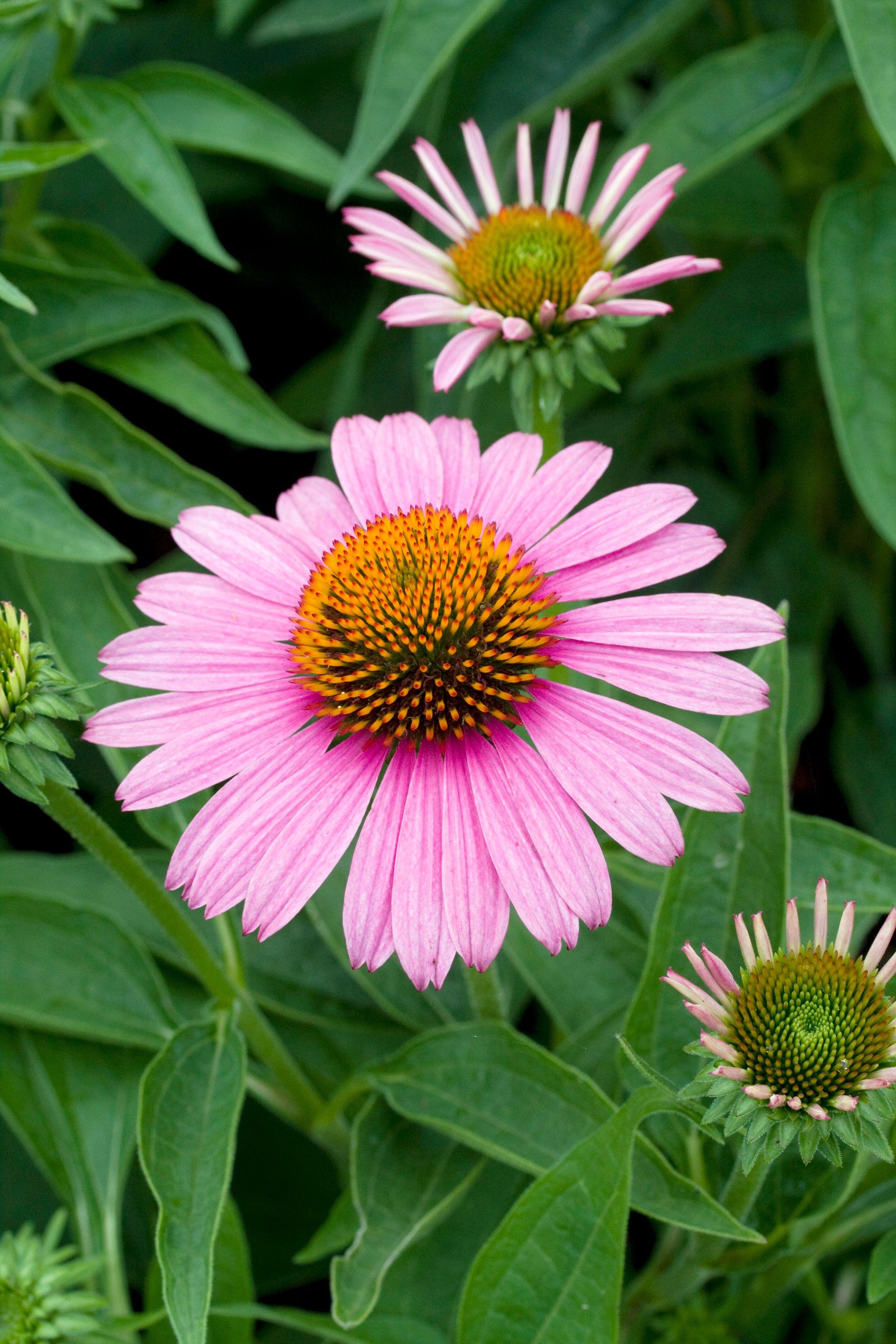 Echinacea 'Prairie Splendor'