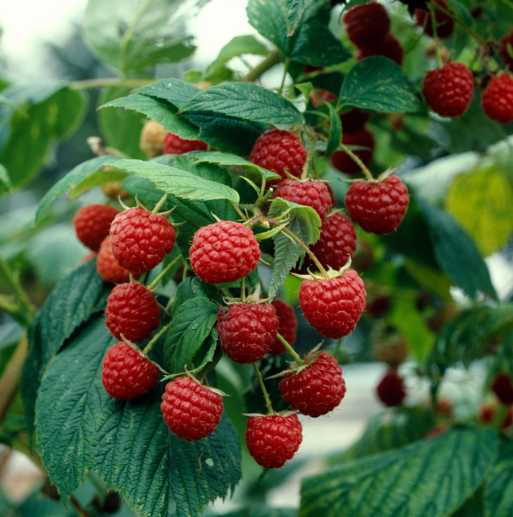 Heritage Raspberry