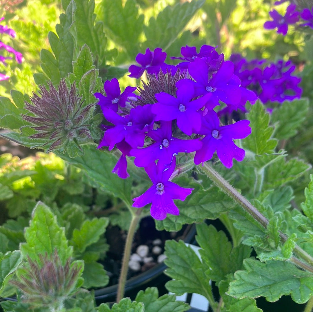 Verbena 'Homestead Purple'