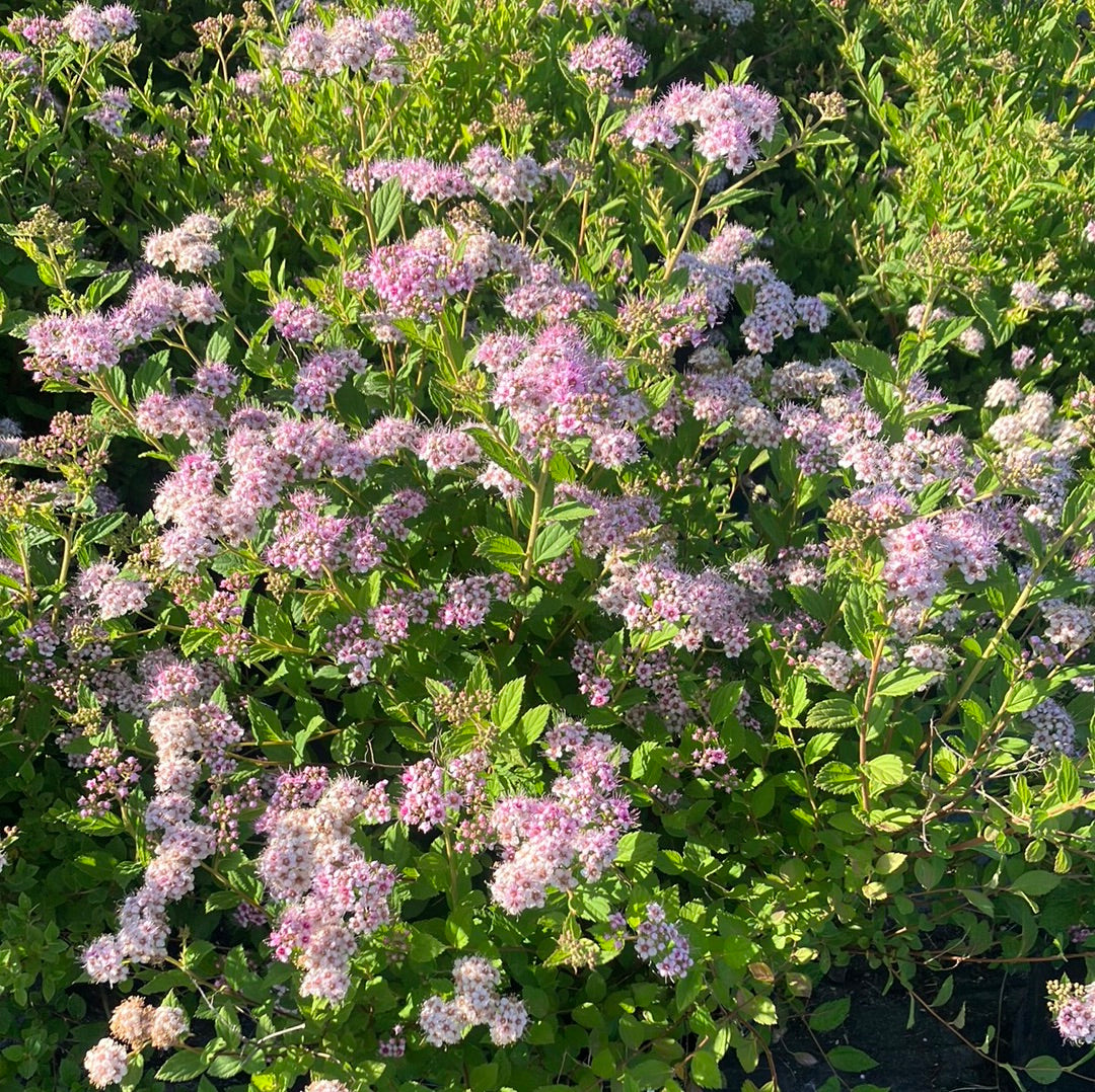 Spirea 'Little Princess'