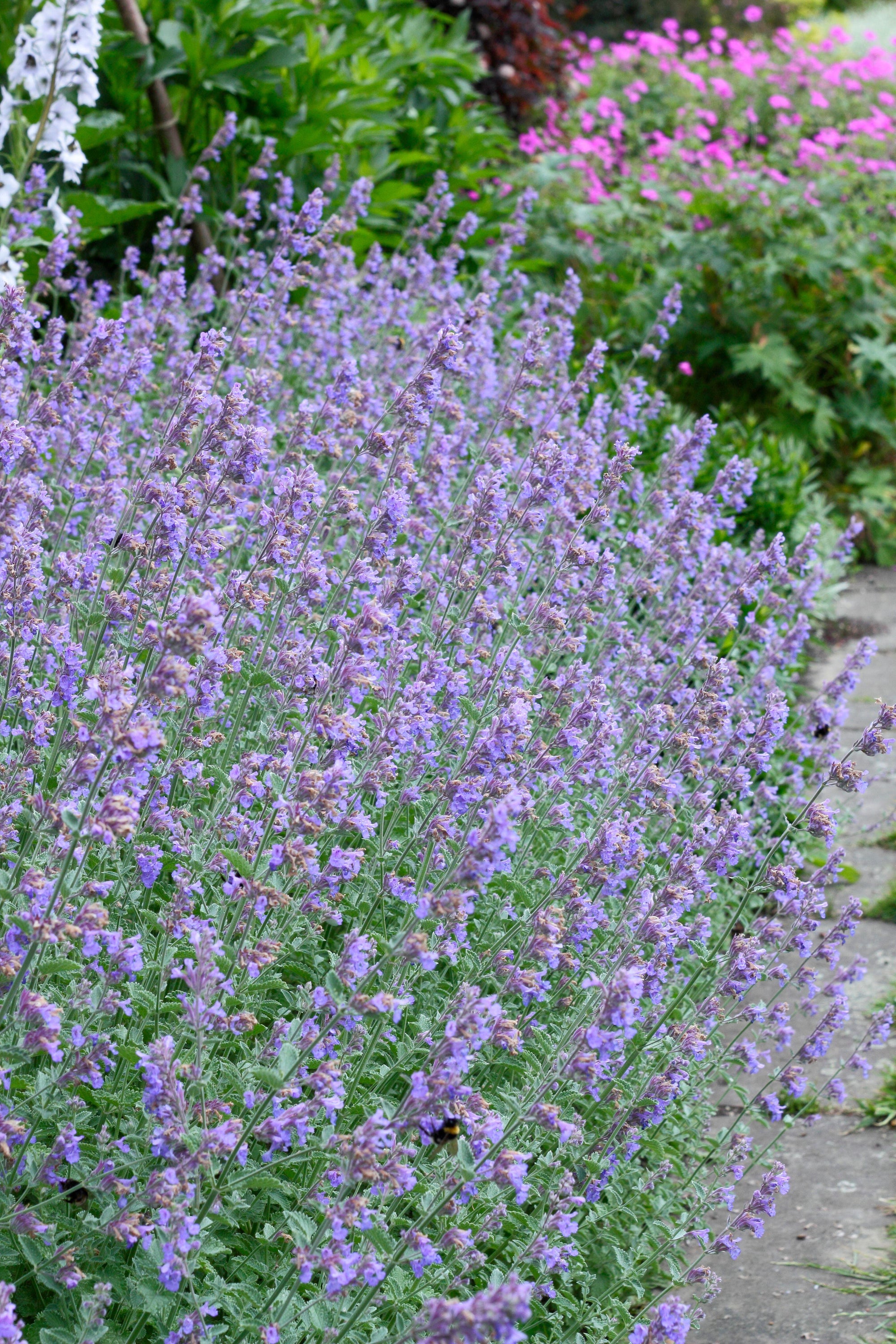 Nepeta 'Walker's Low' Catmint