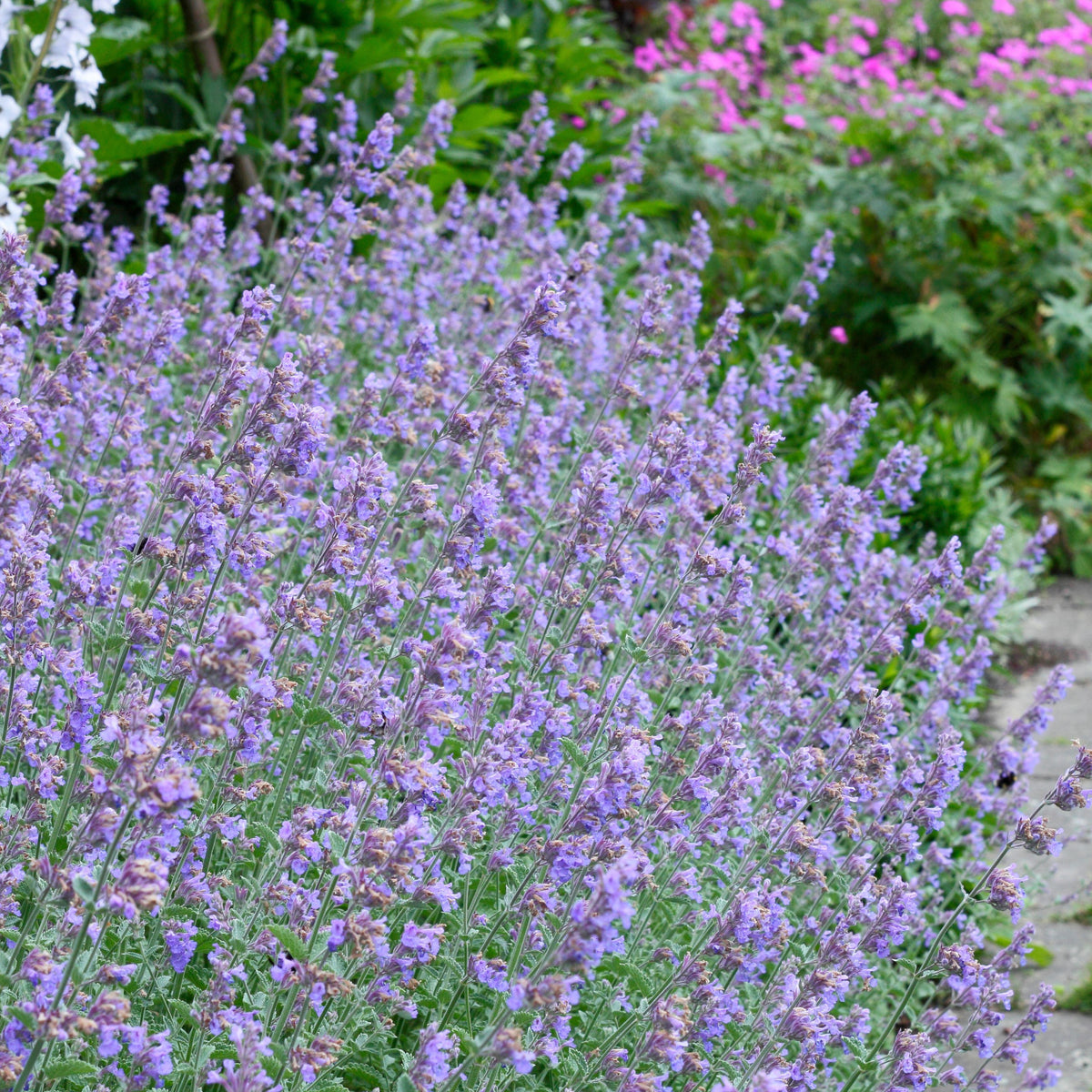 Nepeta Walkers Low Catmint