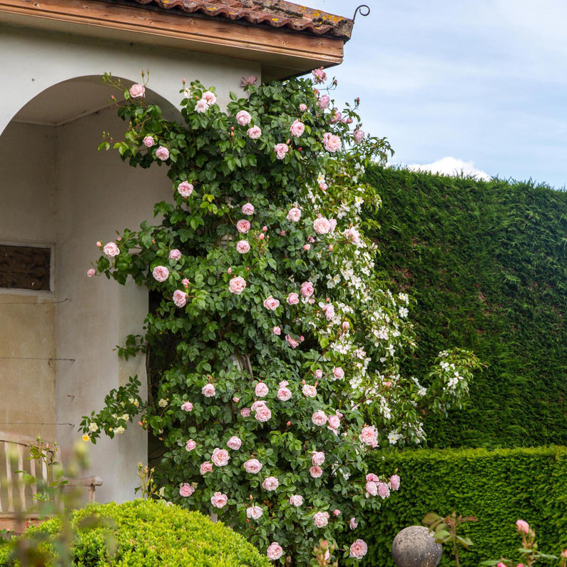 The Generous Gardener® Rose (Bare Root)