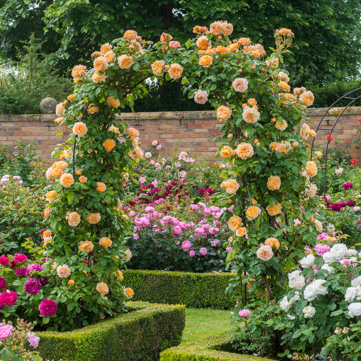 Crown Princess Margareta® Rose (Bare Root)