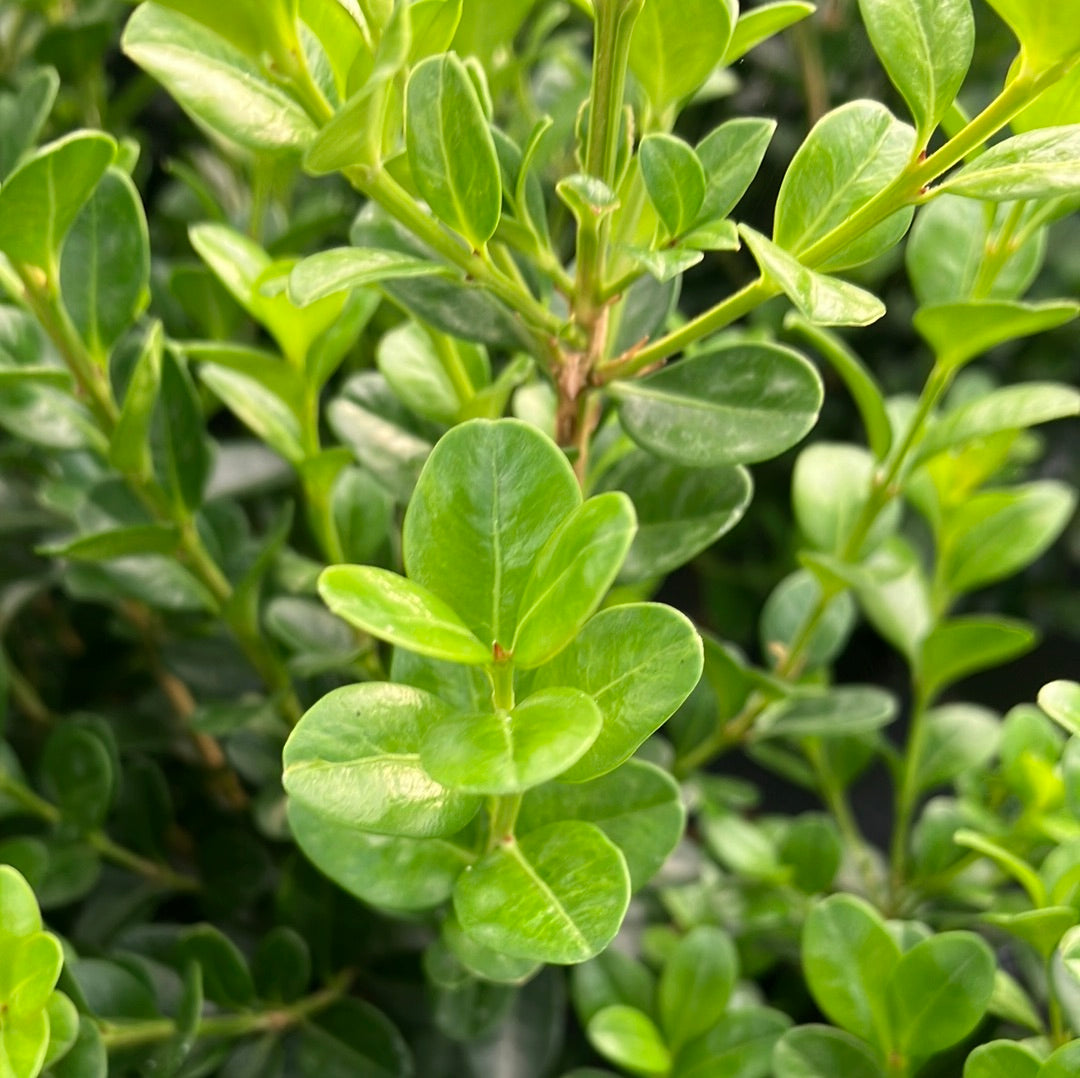 Wintergreen Boxwood