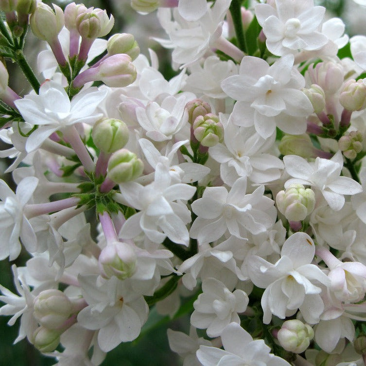 Beauty of Moscow Lilac