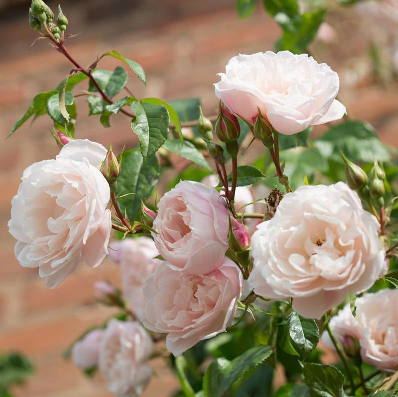 The Generous Gardener® Rose (Bare Root)