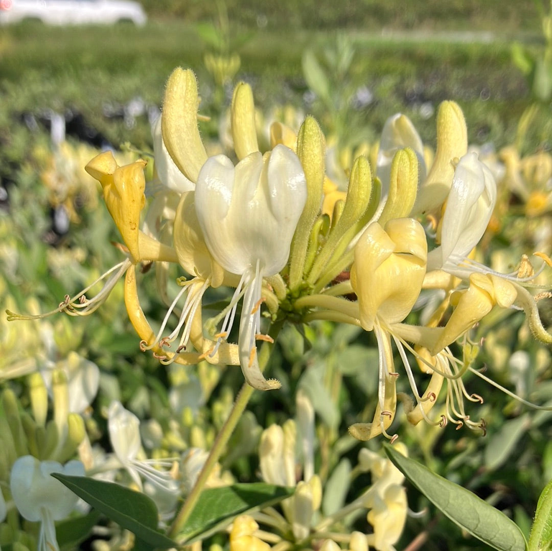 'Scentsation' Honeysuckle