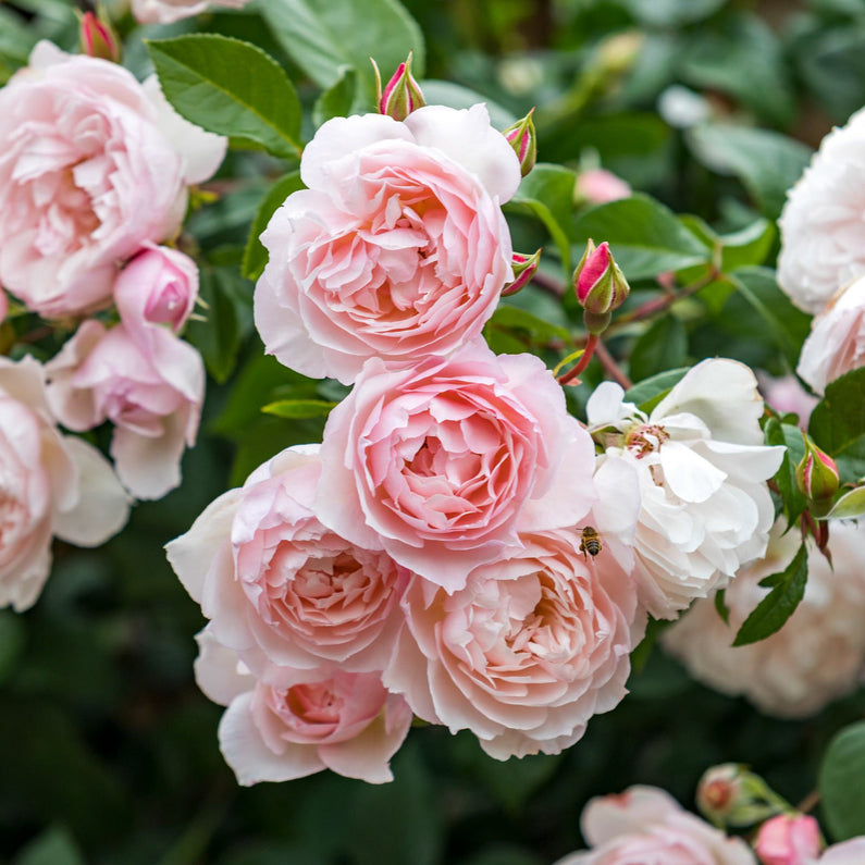 The Generous Gardener® Rose (Bare Root)