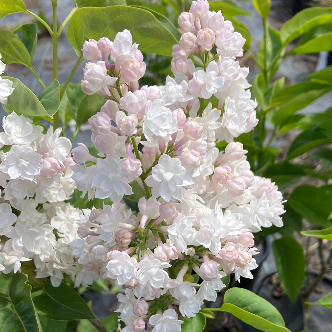 Beauty of Moscow Lilac