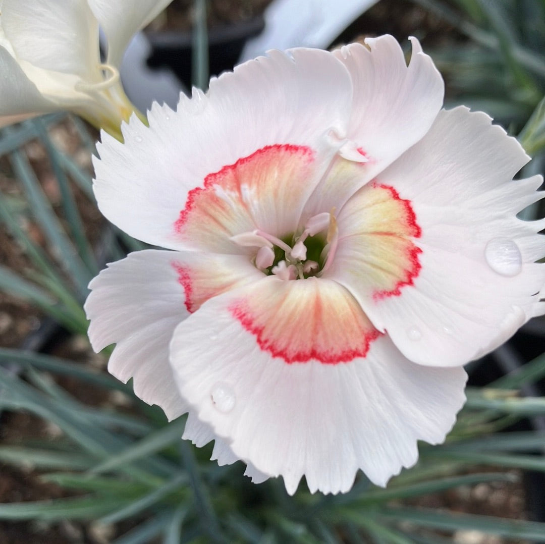 American Pie™ Georgia Peach Dianthus