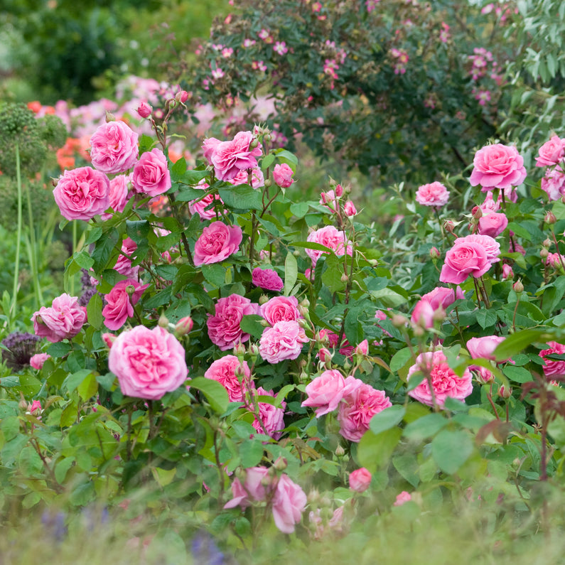 Gertrude Jekyll Rose (Bare Root)