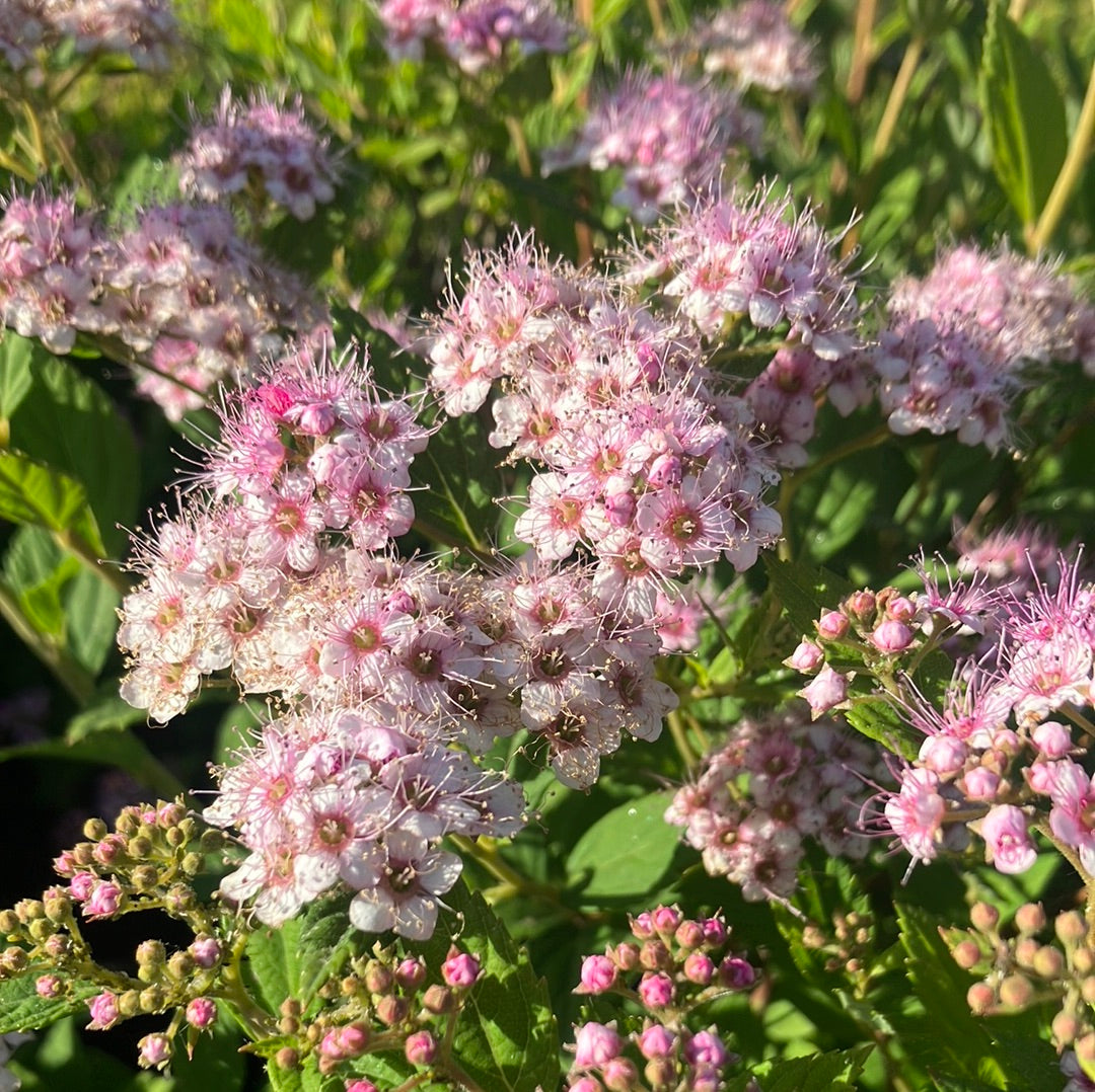 Spirea 'Little Princess'