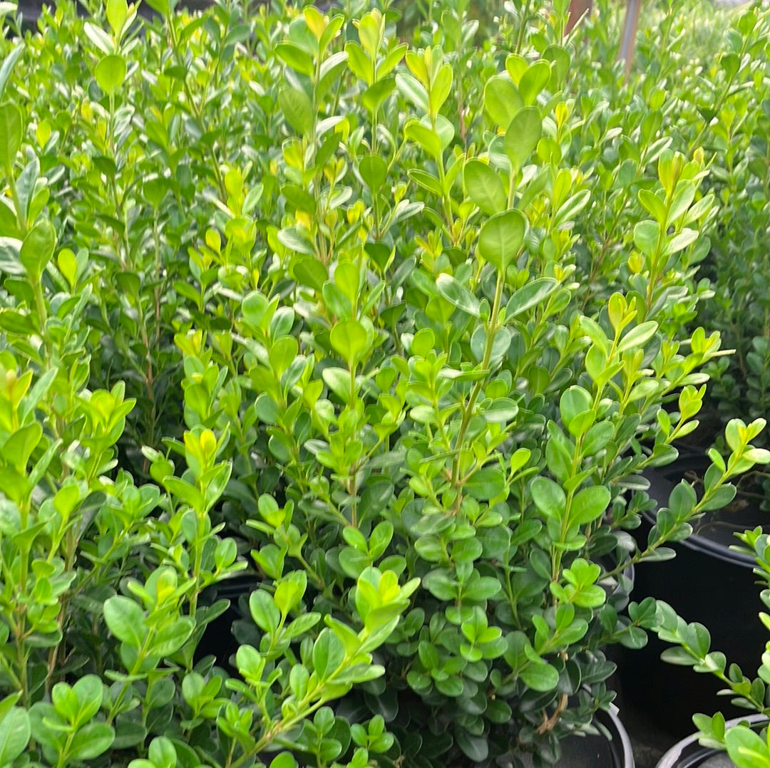 Wintergreen Boxwood