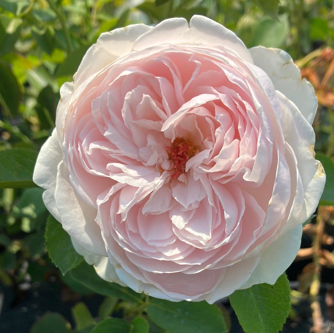 Earth Angel Parfuma® Rose