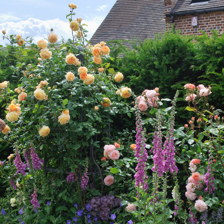 Crown Princess Margareta® Rose (Bare Root)