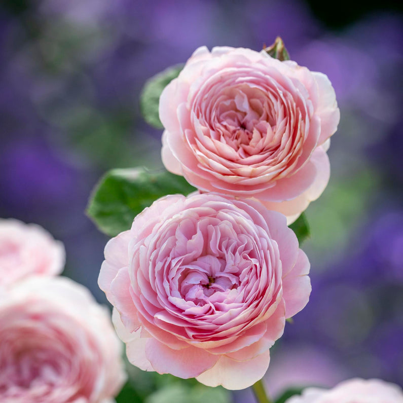 Queen of Sweden Rose