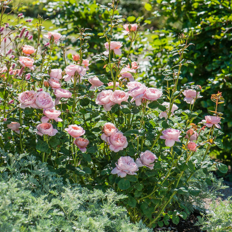 Queen of Sweden Rose