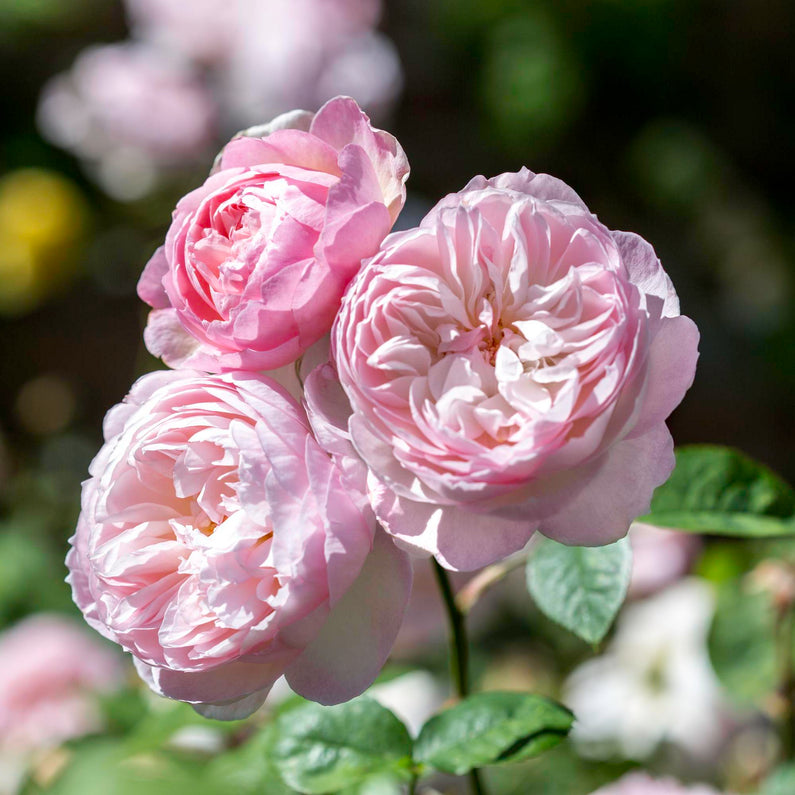 Gentle Hermione Rose (Bare Root)