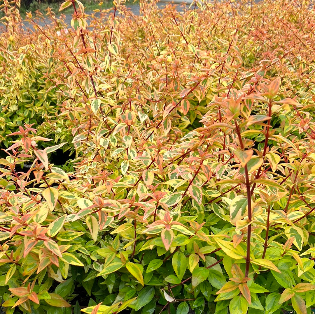 Abelia ‘Kaleidoscope’