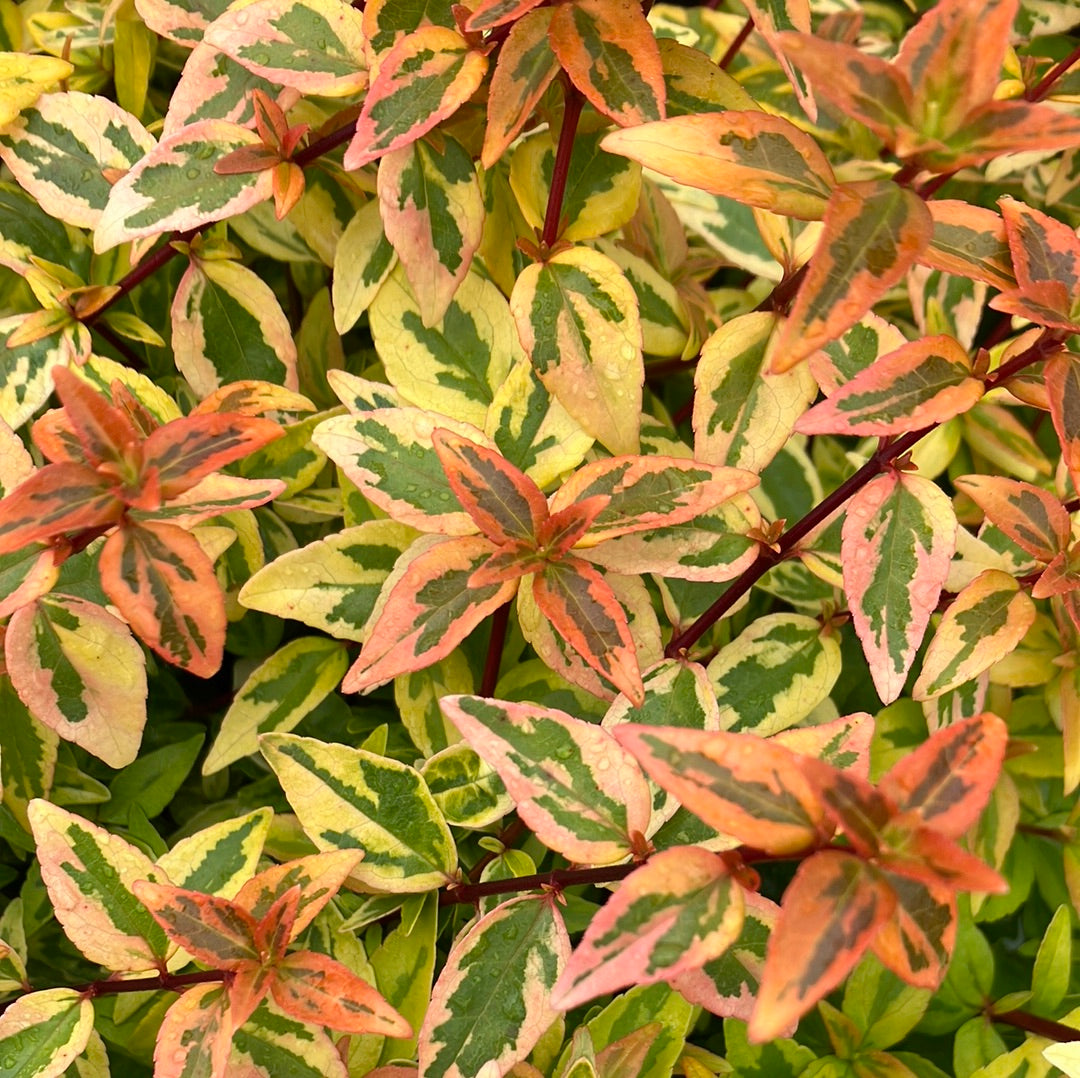 Kaleidoscope Abelia