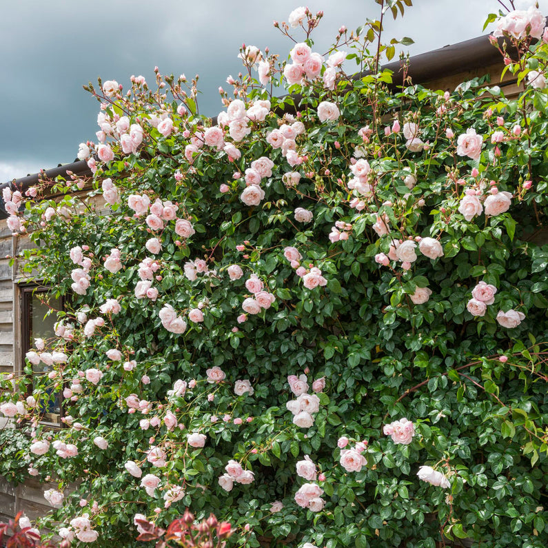 The Generous Gardener® Rose (Bare Root)