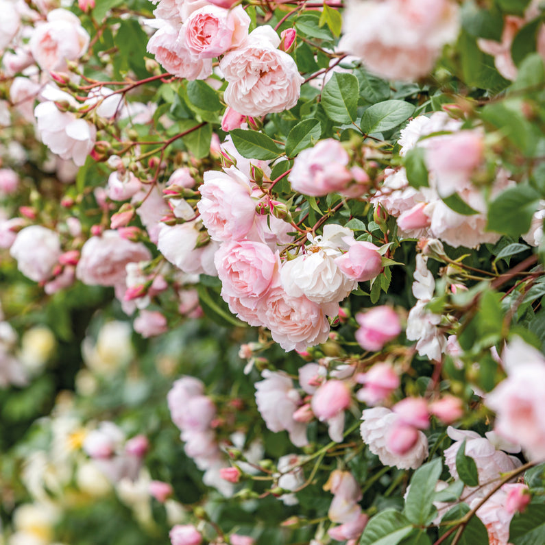 The Generous Gardener® Rose (Bare Root)