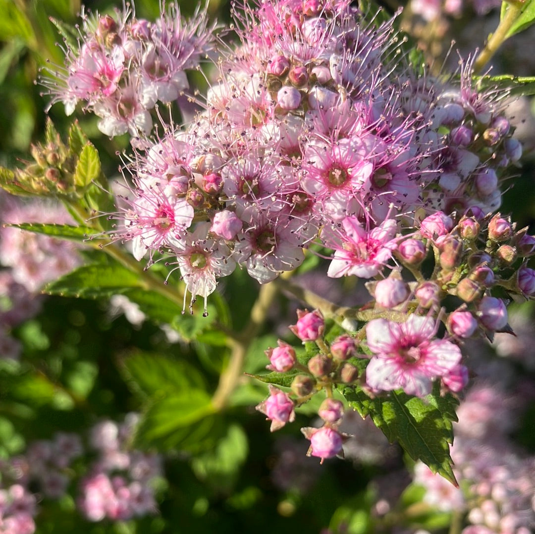 Spirea 'Little Princess'