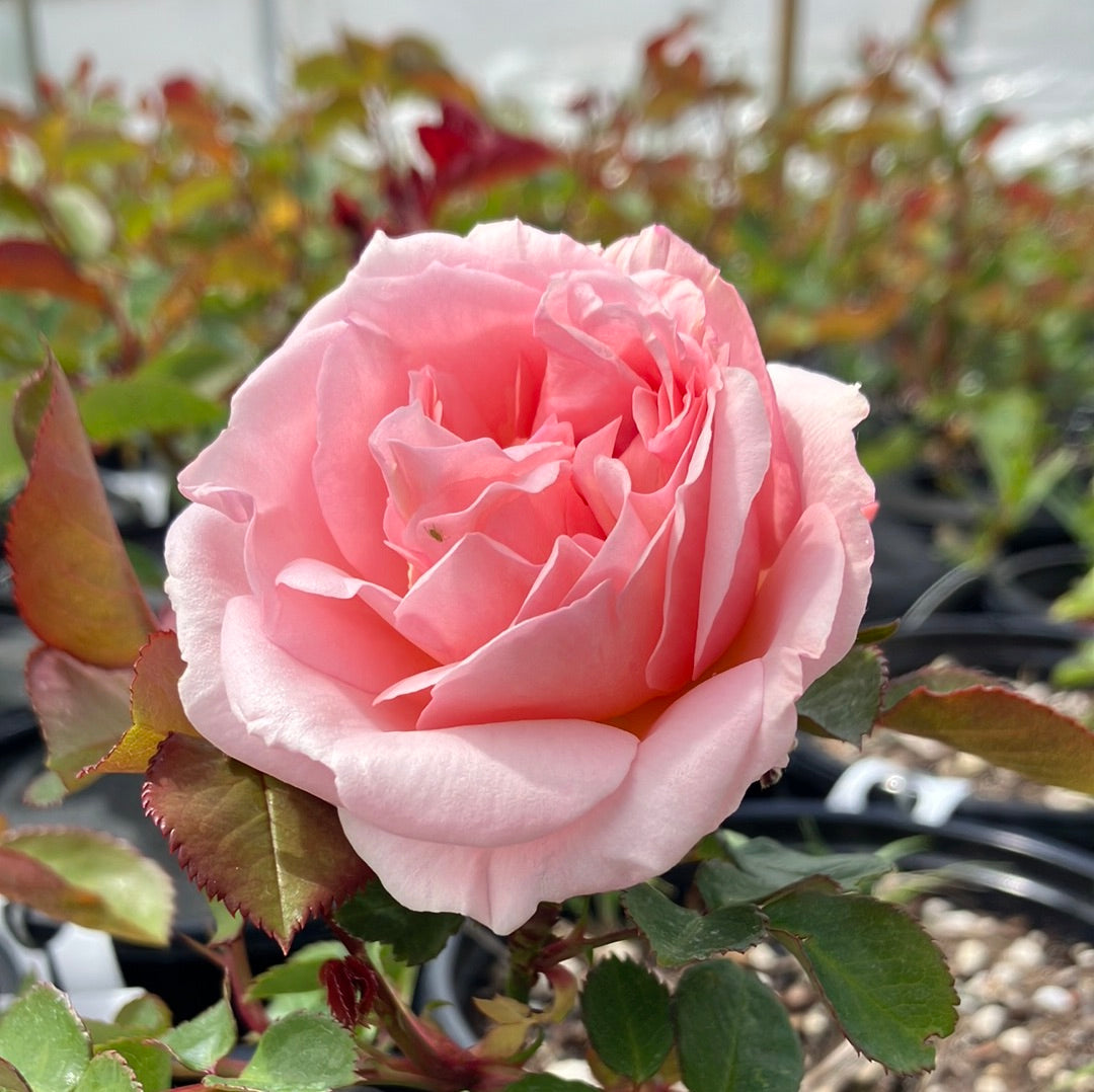 Parfuma® Bliss Rose