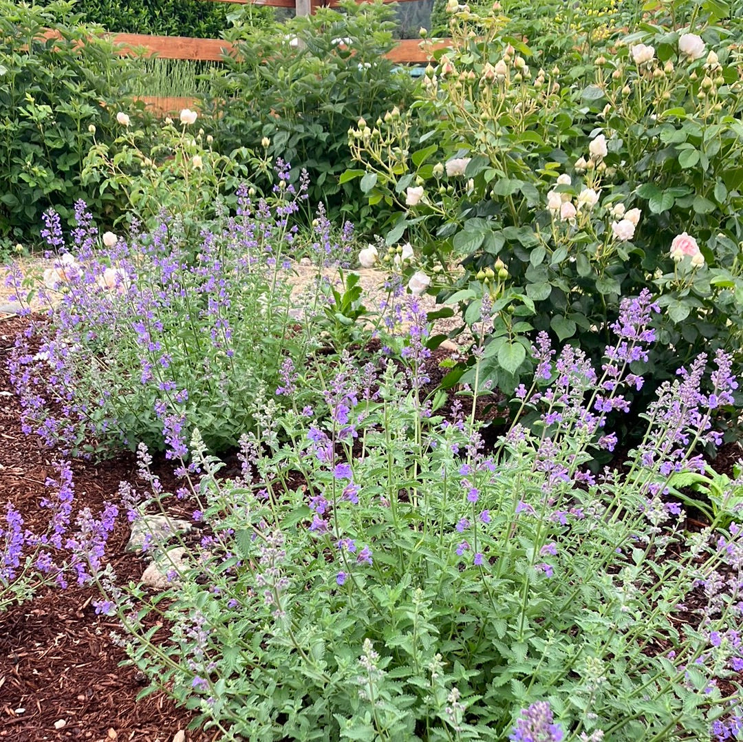 Nepeta 'Walker's Low' Catmint