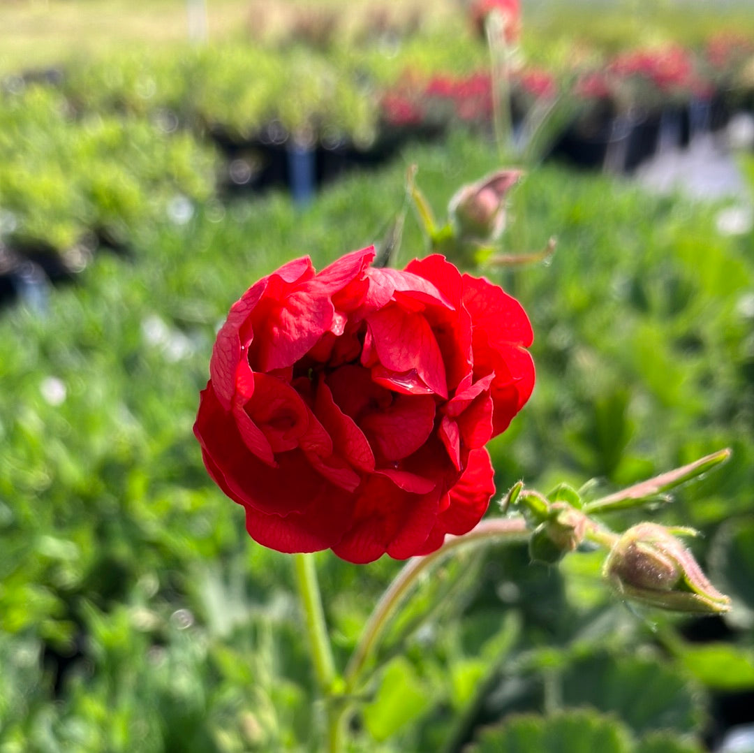 Geum ‘Double Bloody Mary’ Avens