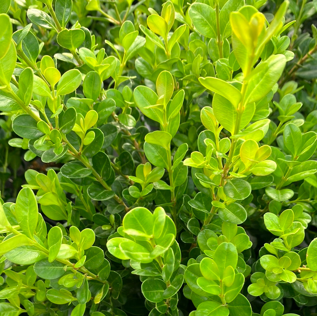 Wintergreen Boxwood