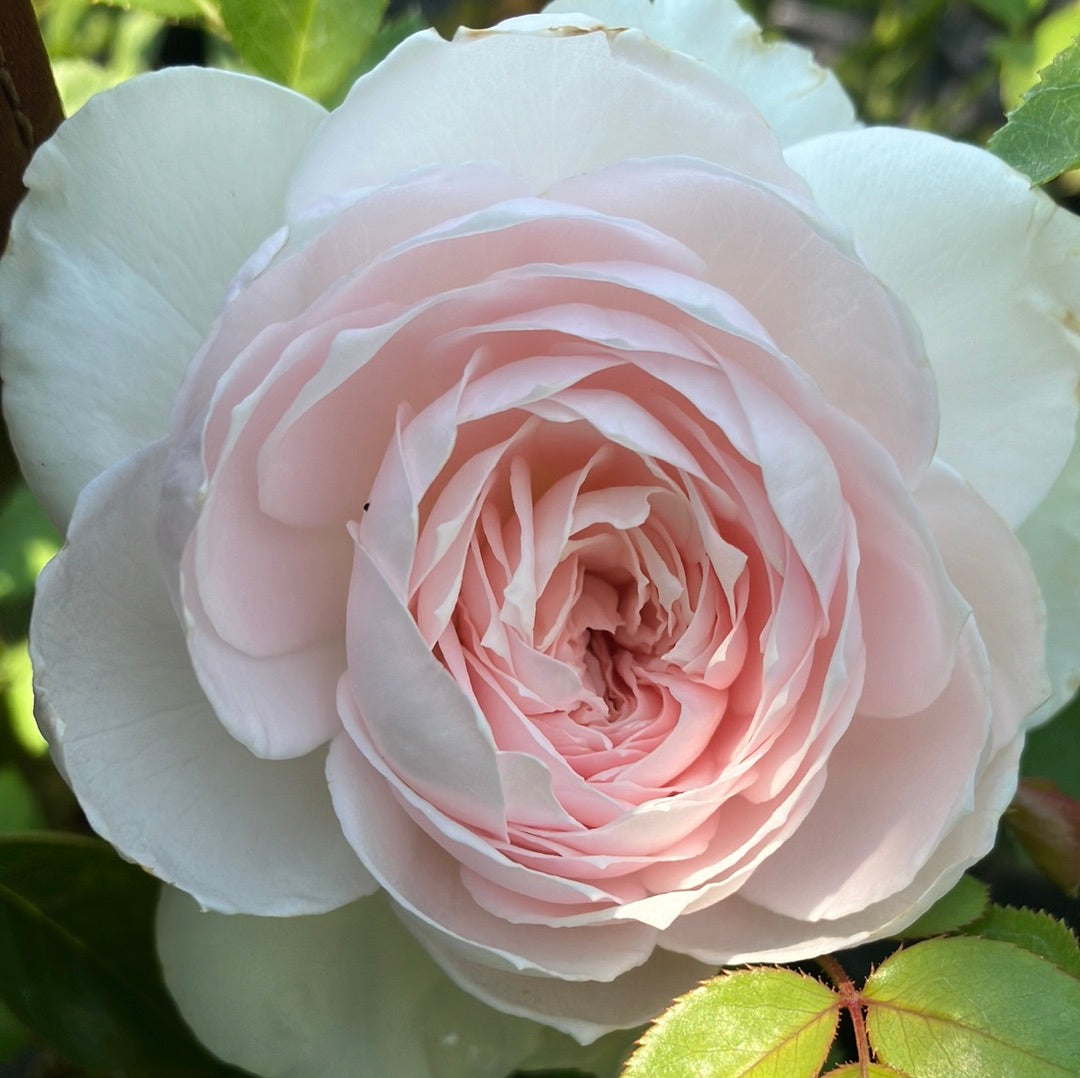 Earth Angel Parfuma® Rose