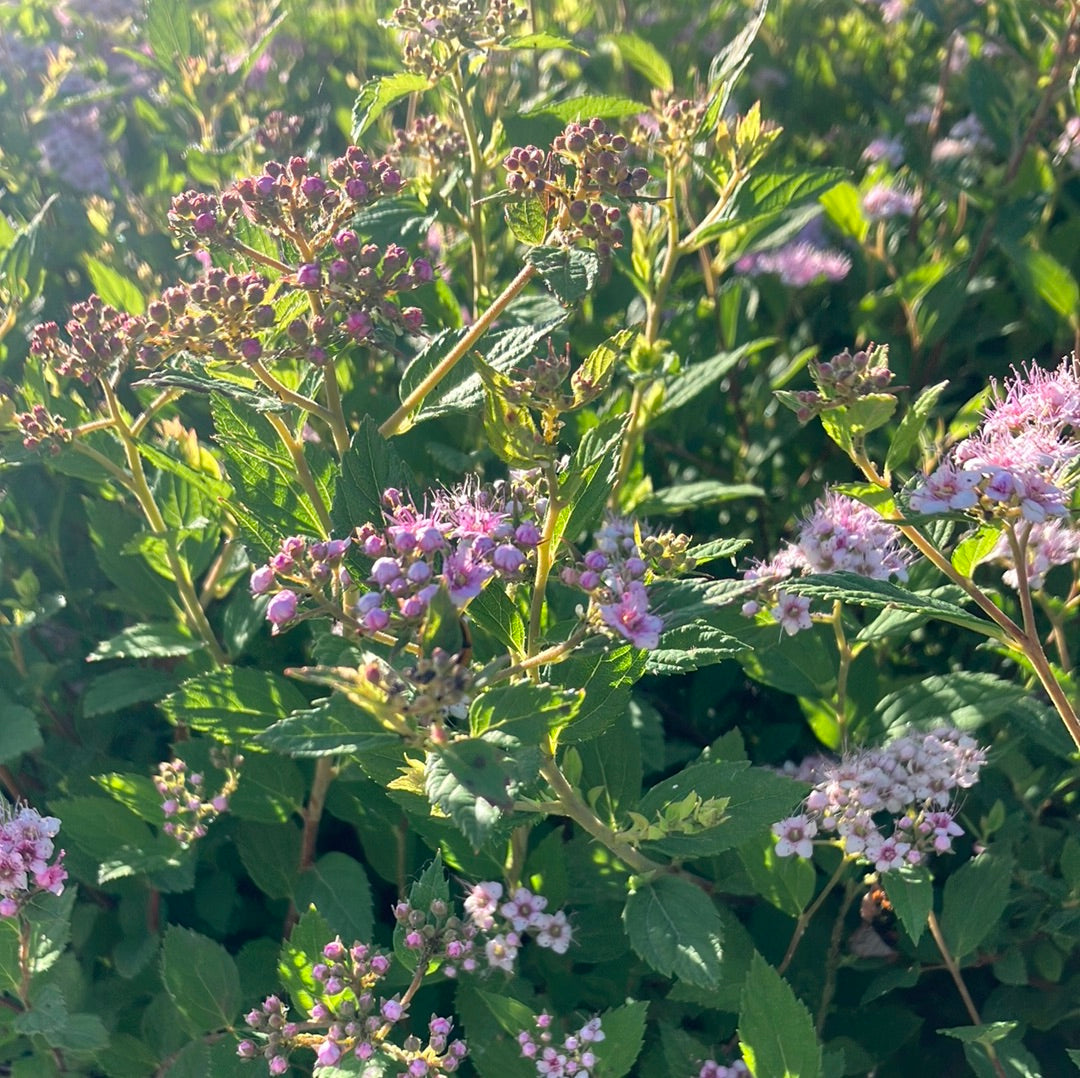 Spirea 'Little Princess'