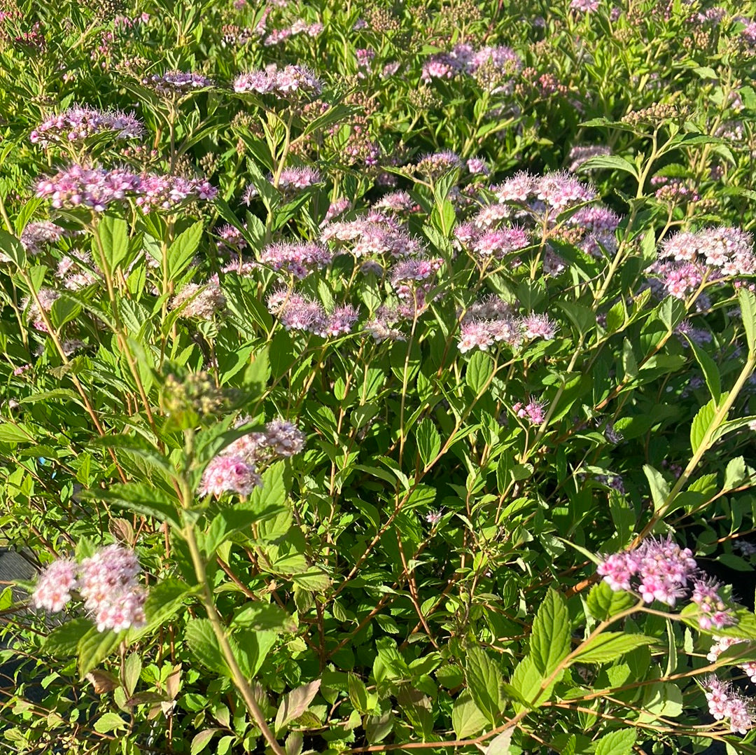 Spirea 'Little Princess'