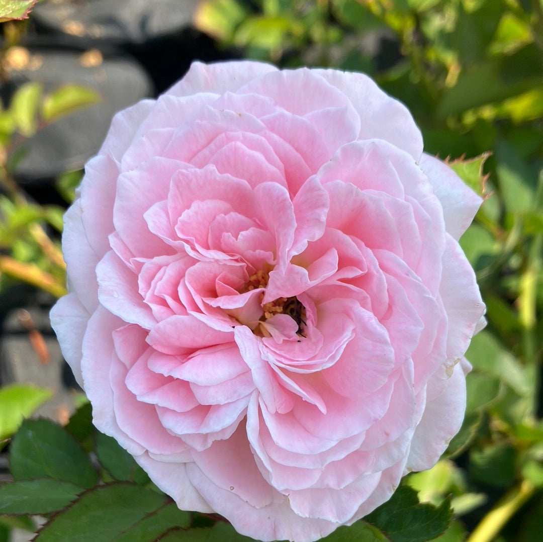 Summer Romance Parfuma® Rose