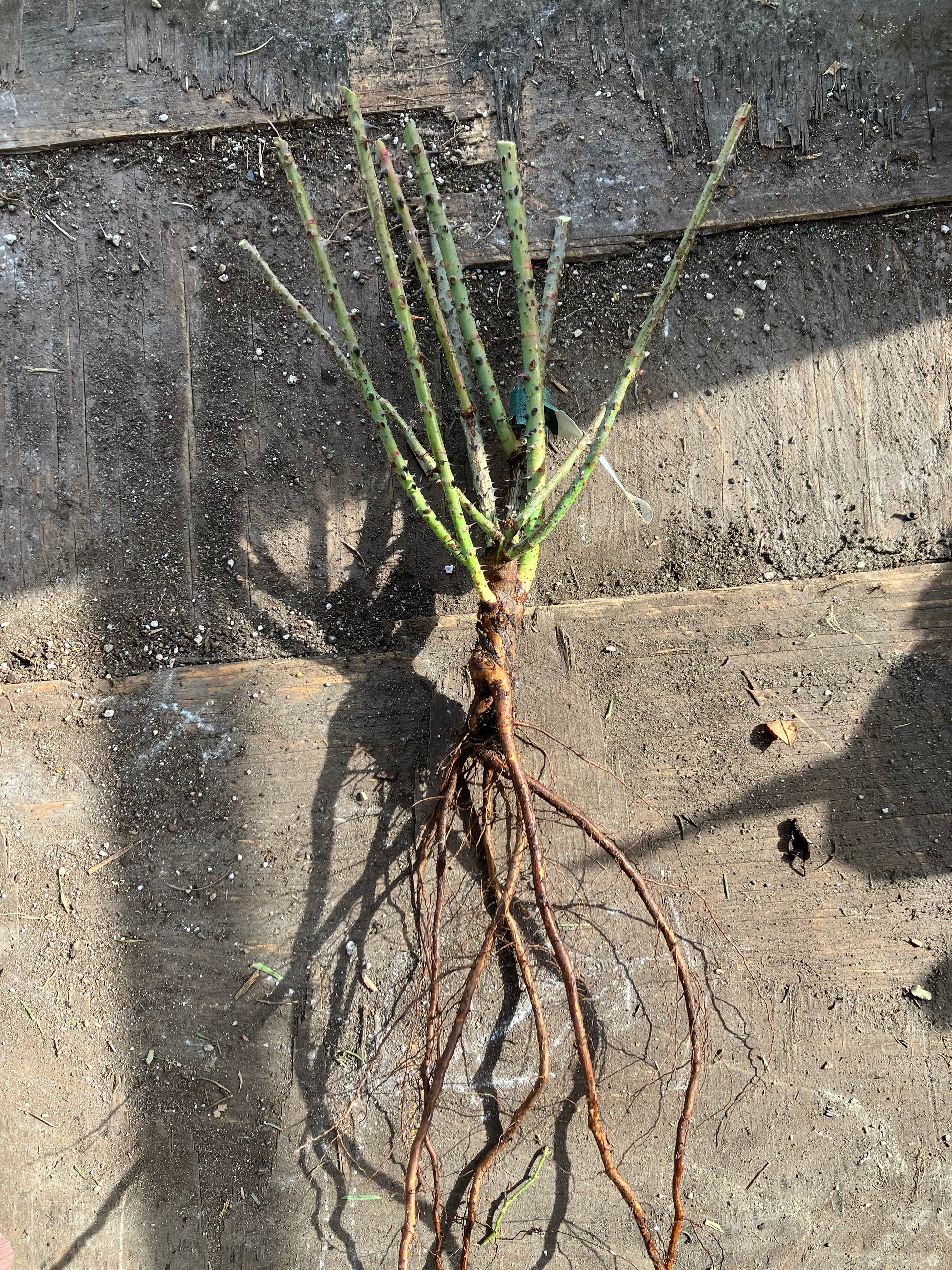 Gertrude Jekyll Rose (Bare Root)