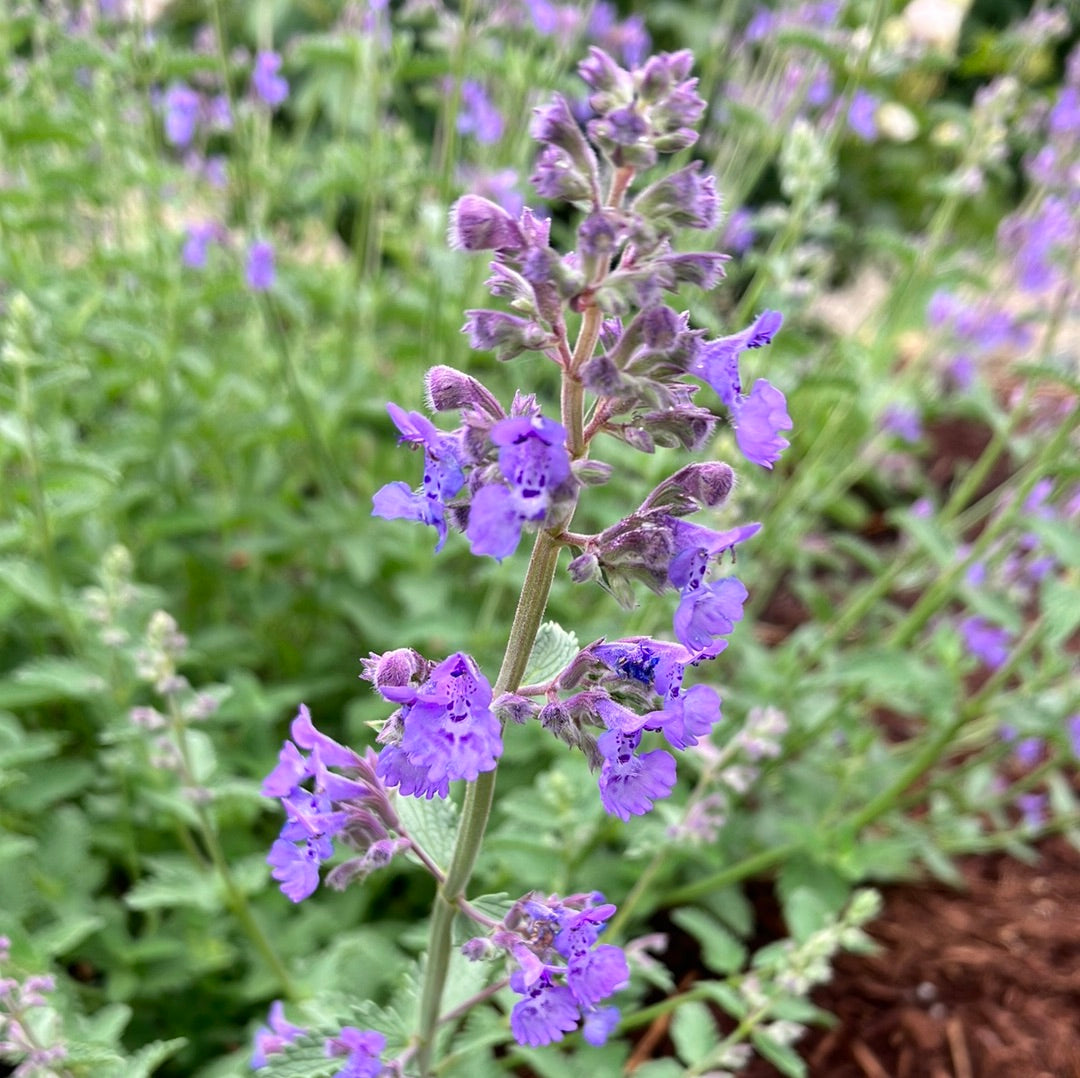 Nepeta 'Walker's Low' Catmint