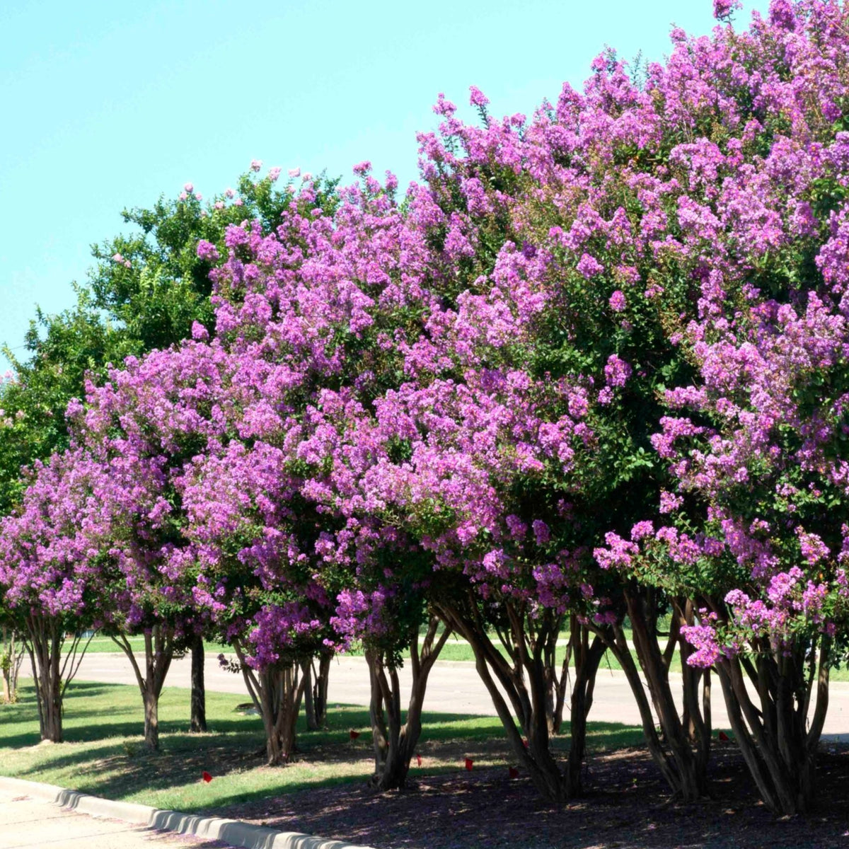 Catawba Crape Myrtle