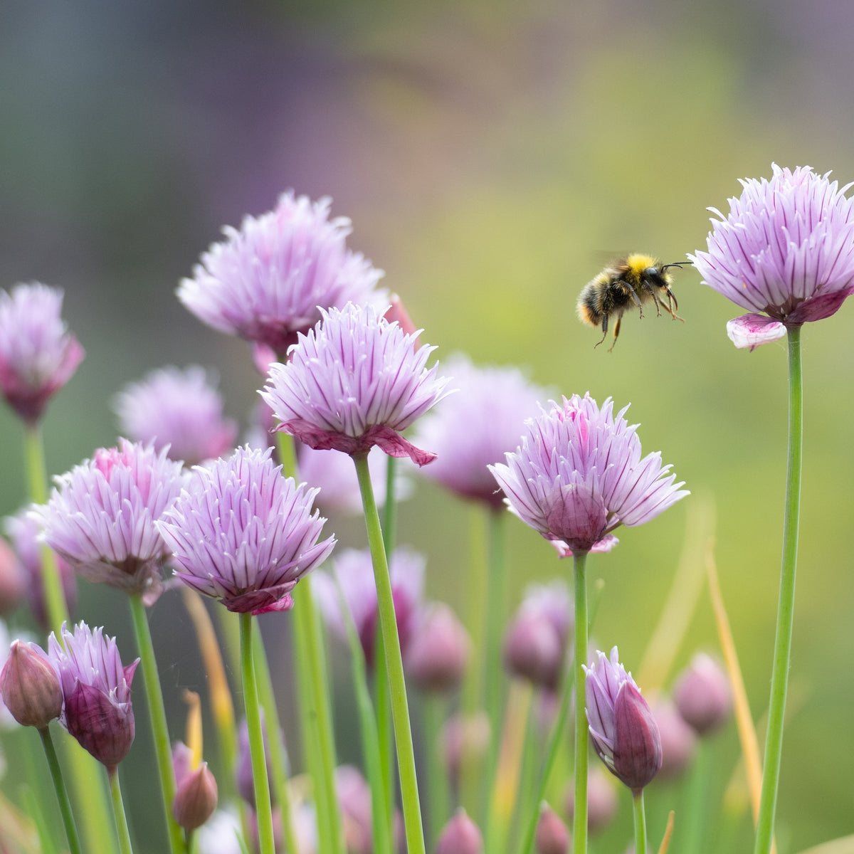 Chives Allium