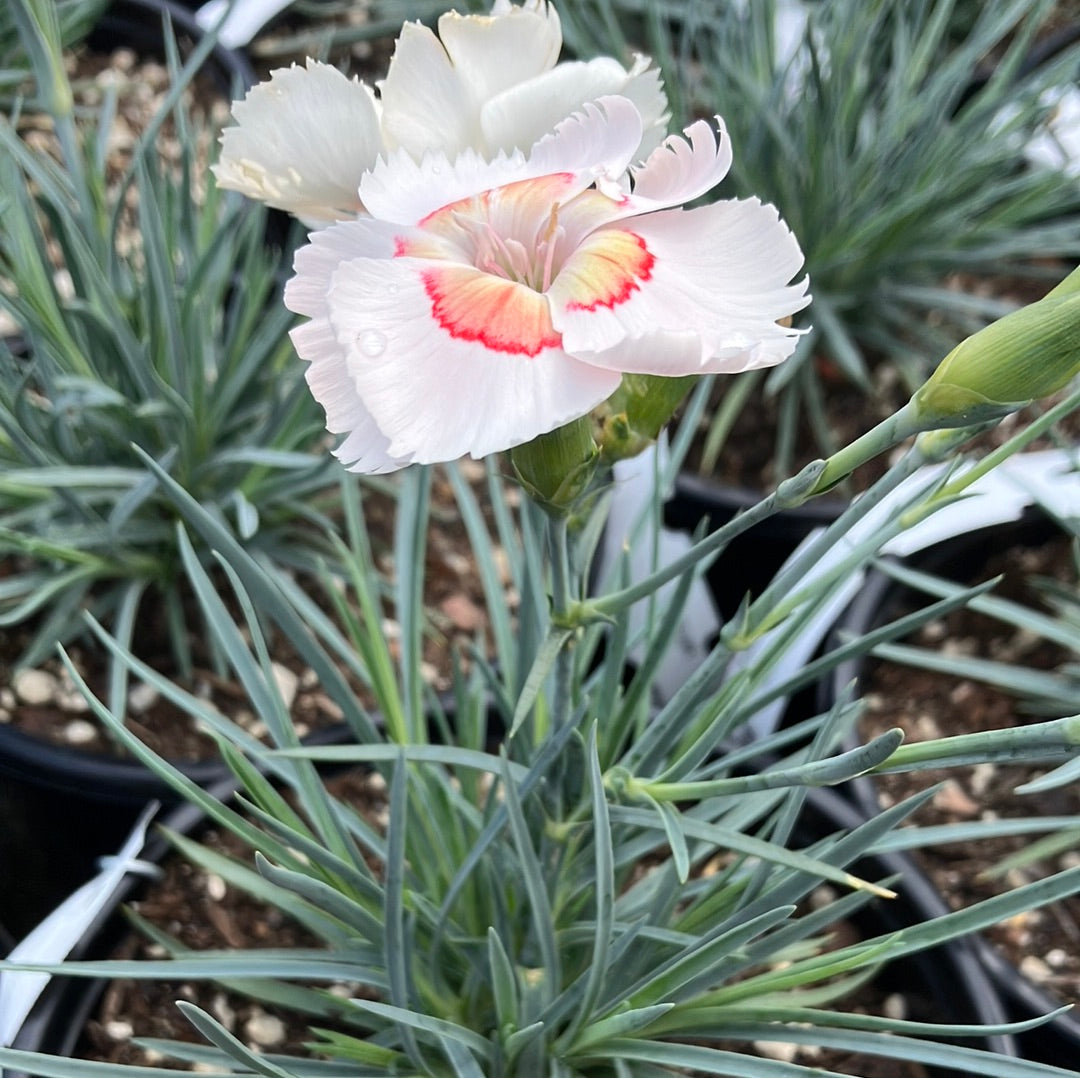 American Pie™ Georgia Peach Dianthus