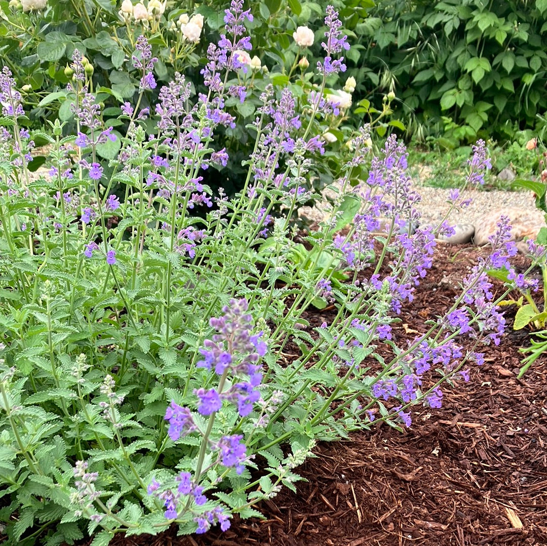 Nepeta 'Walker's Low' Catmint