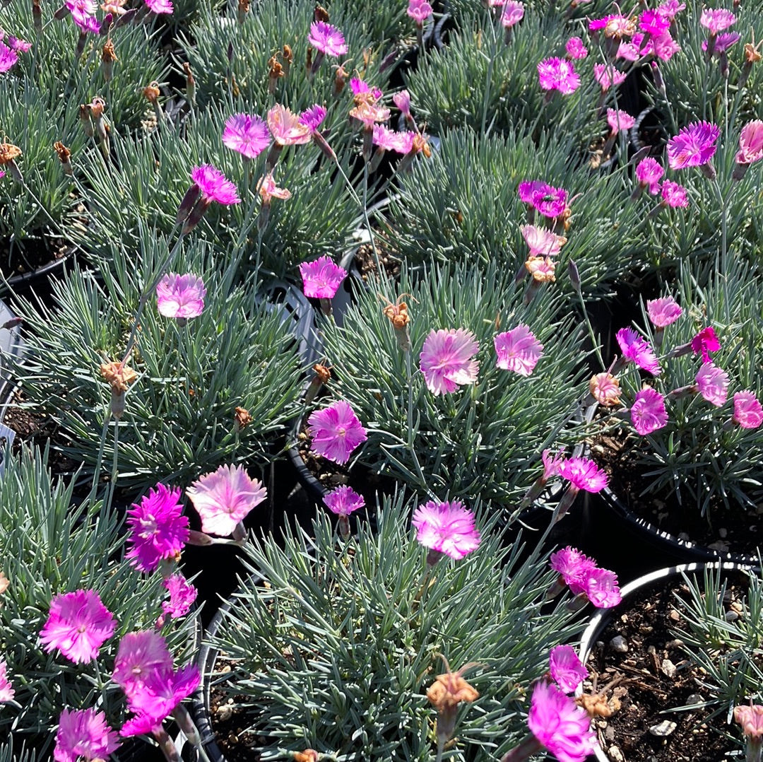 Dianthus 'Neon Star'